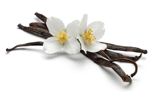 Vanilla
